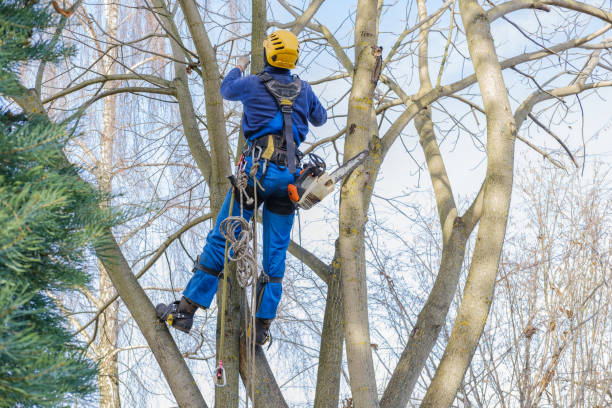 Best Tree Maintenance Programs  in Ordway, CO